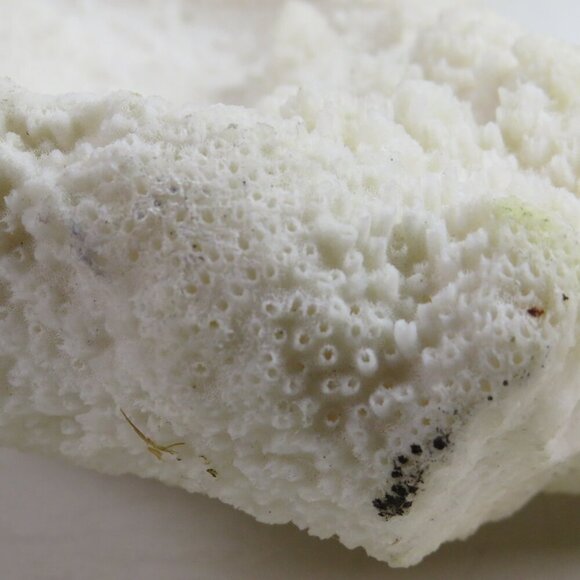 (1) solid Piece of REAL Coral over 3lbs & 13" long - Picture 8 of 14